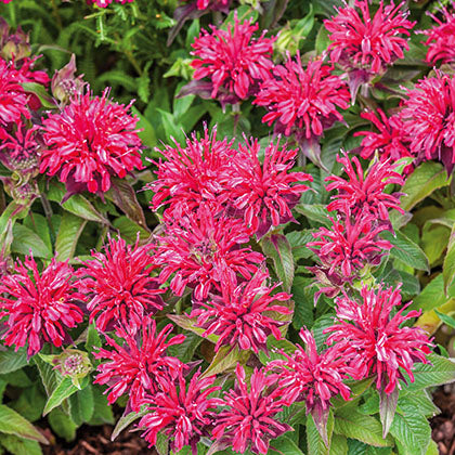 MONARDA - BALMY ROSE