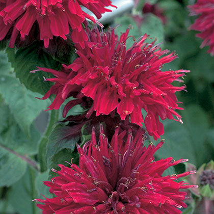 MONARDA - FIREBALL