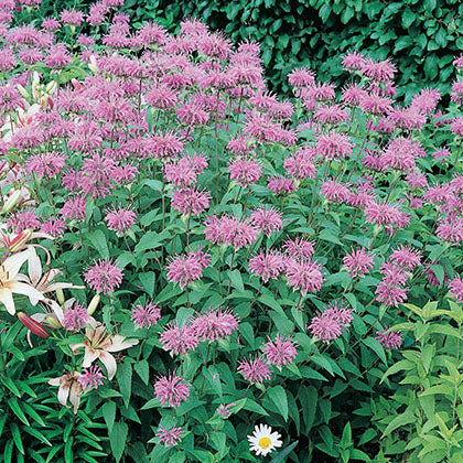 MONARDA FISTULOSA