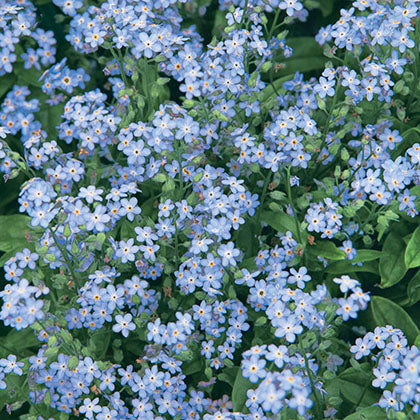 MYOSOTIS SYLVATICA - MON AMIE BLUE