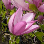MAGNOLIA SOULANGEANA - SUSAN