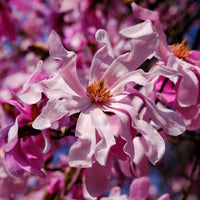 MAGNOLIA X LOEBNERI - LEONARD MESSEL