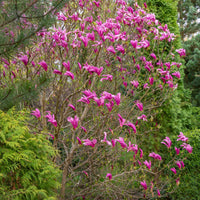 MAGNOLIA SOULANGEANA X LILIFLORA - SUSAN
