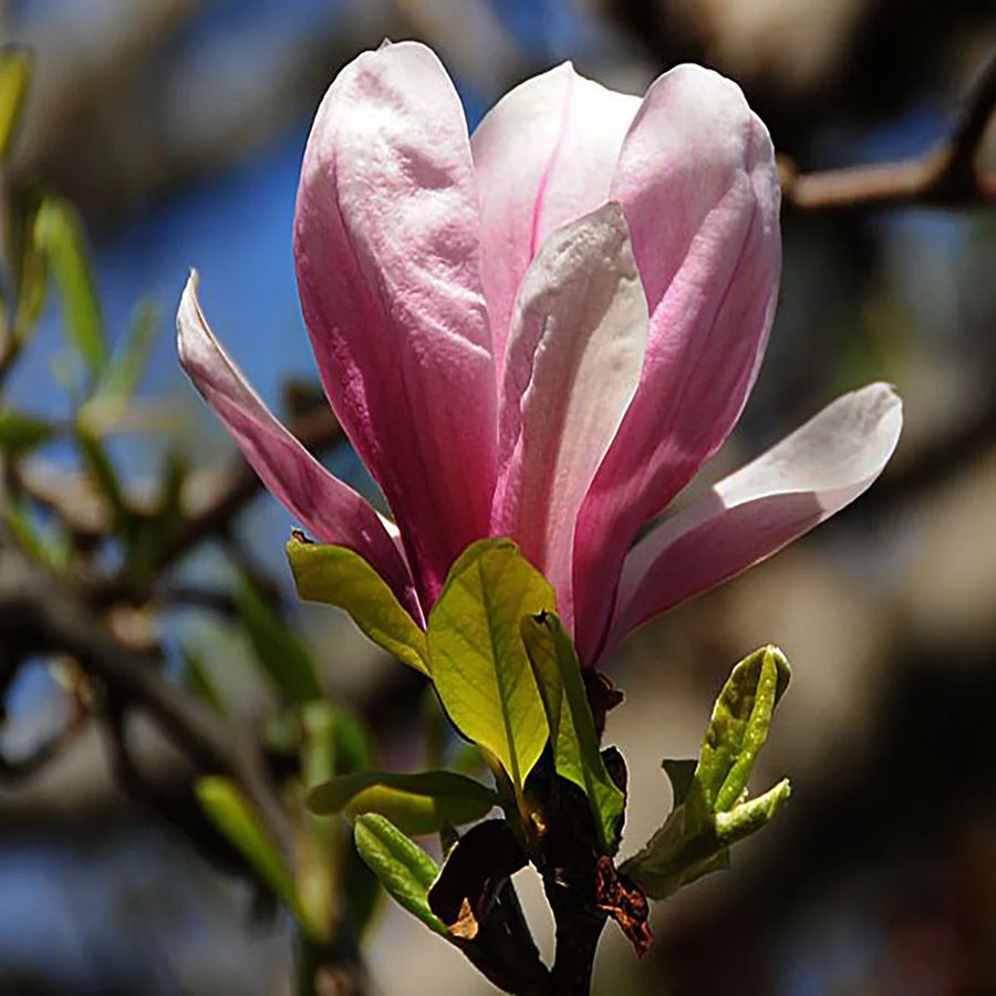 MAGNOLIA SOULANGEANA X LILIFLORA - SUSAN