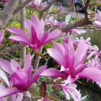 MAGNOLIA SOULANGEANA X LILIFLORA - SUSAN
