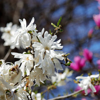 MAGNOLIA STELLATA - ROYAL STAR