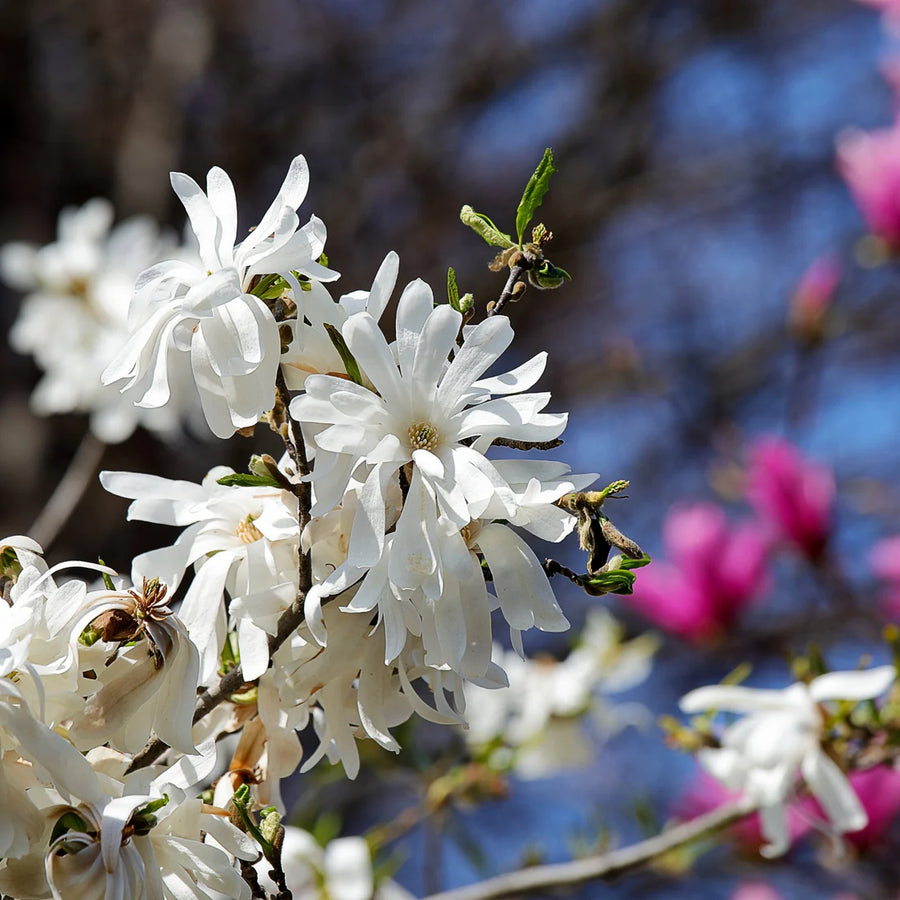 STAR MAGNOLIA - ROYAL STAR
