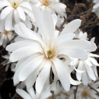MAGNOLIA STELLATA - ROYAL STAR