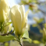 MAGNOLIA - ELIZABETH