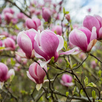 MAGNOLIA X LOEBNERI - LEONARD MESSEL