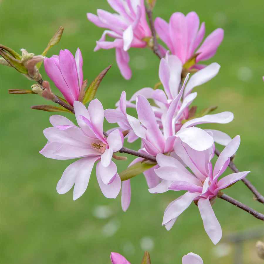 MAGNOLIA X LOEBNERI - LEONARD MESSEL
