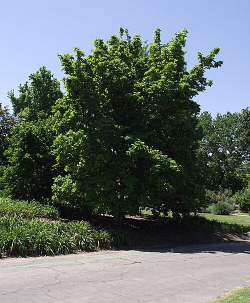 MAGNOLIA - ELIZABETH