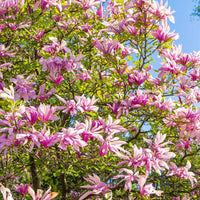 MAGNOLIA X LOEBNERI - LEONARD MESSEL