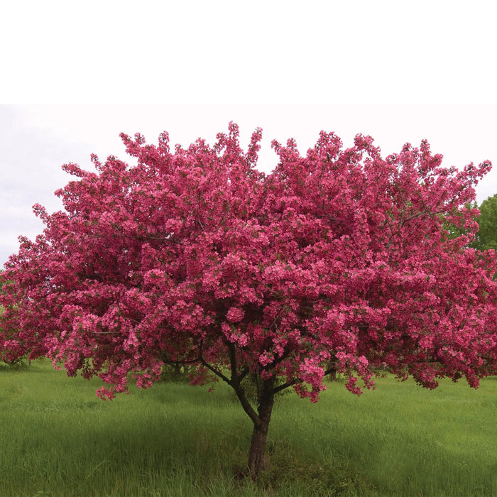 MALUS - PRAIRIFIRE