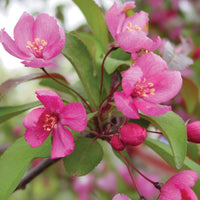 MALUS - PRAIRIFIRE