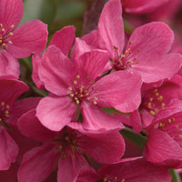 MALUS - PRAIRIFIRE