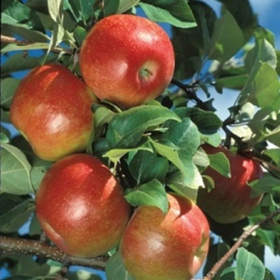 APPLE - HONEYCRISP