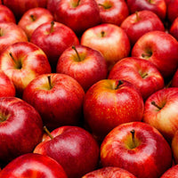 MALUS DOMESTICA - RED GALA