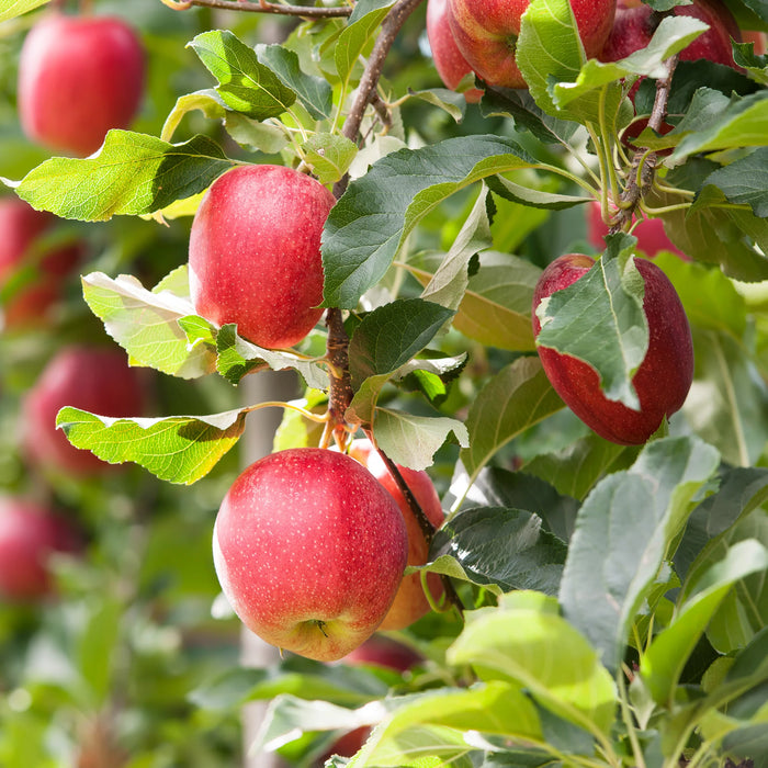 MALUS DOMESTICA - RED GALA