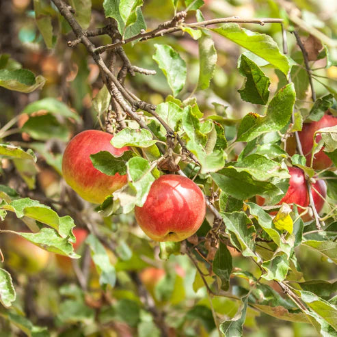 MALUS DOMESTICA CORTLAND