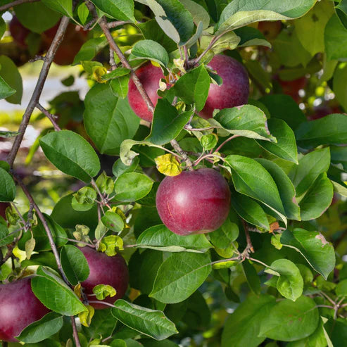 MALUS DOMESTICA MCINTOSH
