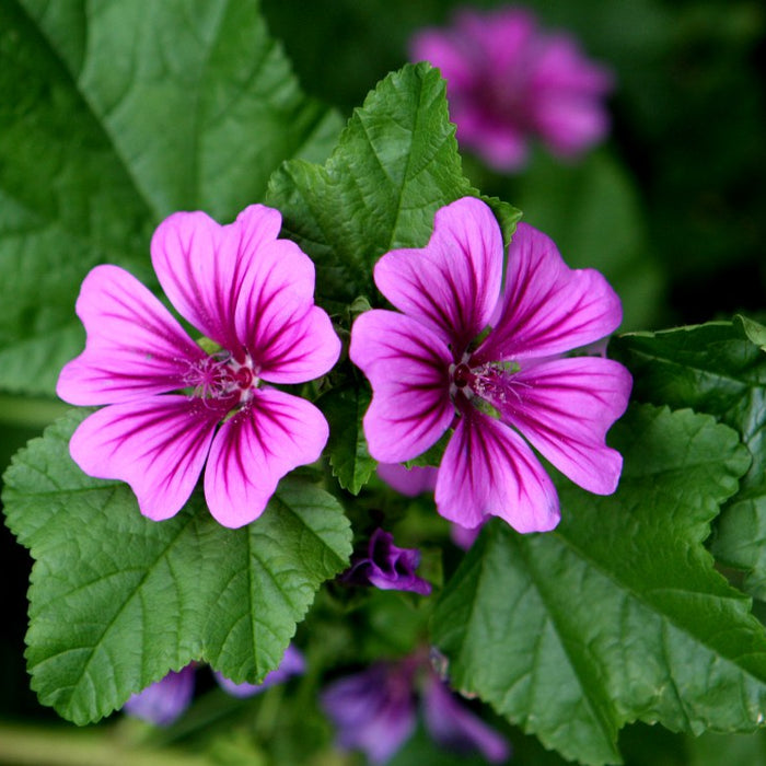 MALVA SYLVESTRIS SSP. MAURITIANA