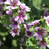 MALVA SYLVESTRIS - ZEBRINA