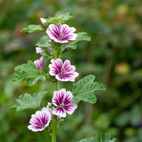 MALVA SYLVESTRIS - ZEBRINA
