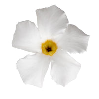 MANDEVILLA 10"HB MEDIUM LEAF WHITE