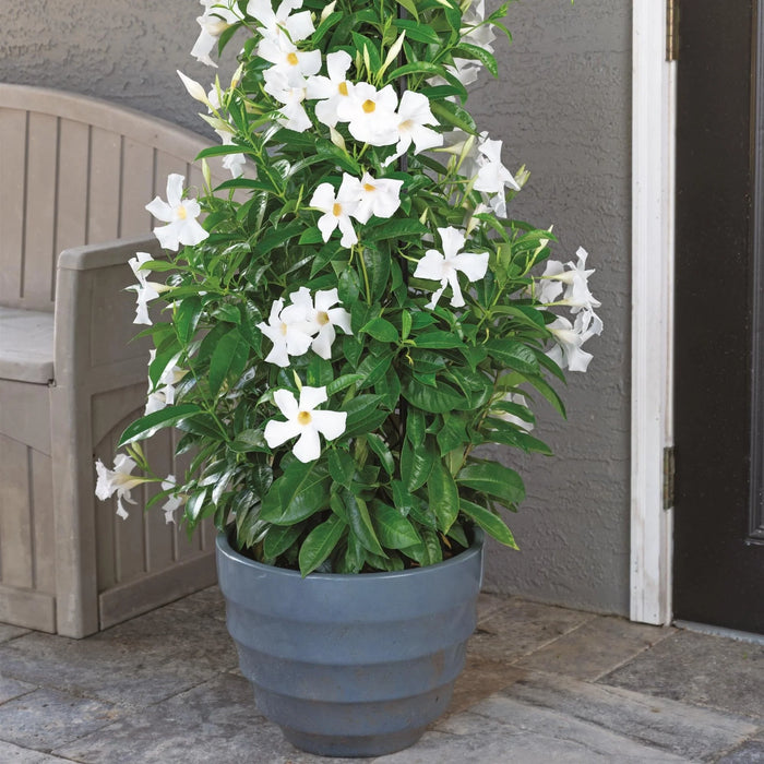 MANDEVILLA 10"HB MEDIUM LEAF WHITE