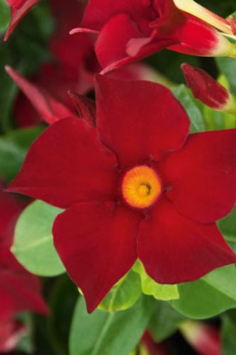 MANDEVILLA BELLA - DEEP RED
