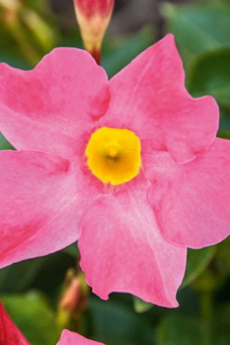 MANDEVILLA BELLA - GRANDE PINK