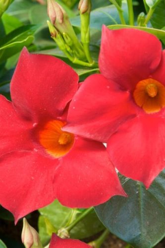 MANDEVILLA SUNPARASOL - GARDEN CRIMSON