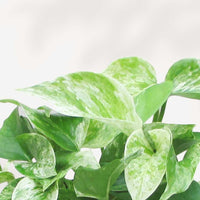 POTHOS - MARBLE QUEEN