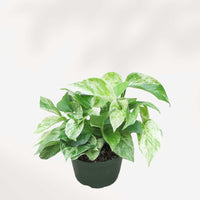 POTHOS - MARBLE QUEEN