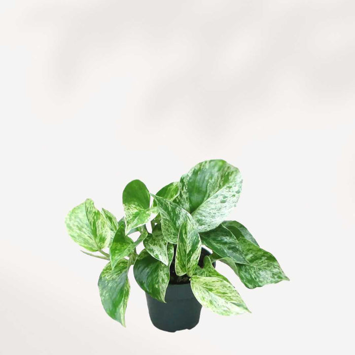 POTHOS - MARBLE QUEEN