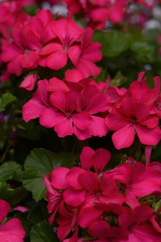PELARGONIUM MARCADA - DARK RED