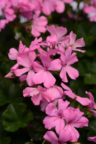PELARGONIUM MARCADA - PINK