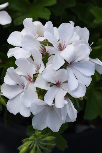 PELARGONIUM MARCADA - WHITE