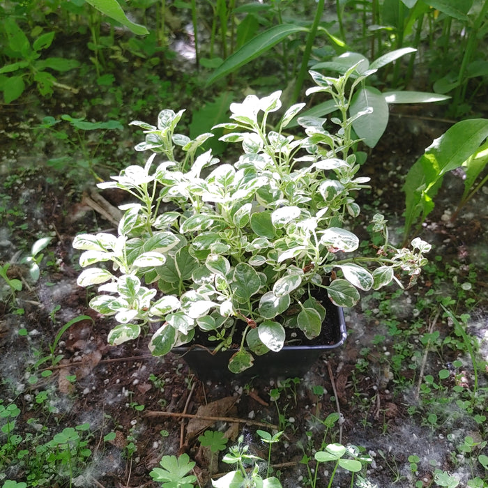 ORIGANUM MAJORANA - VARIEGATA