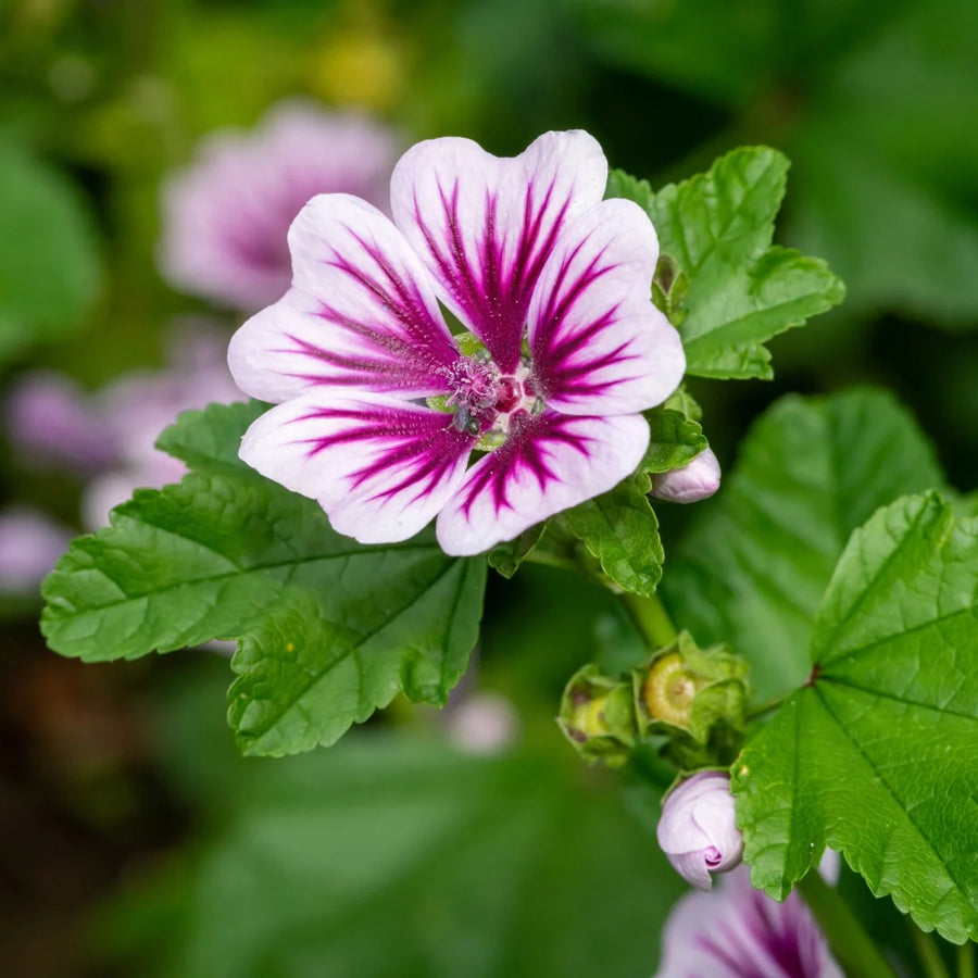 MALVA SYLVESTRIS - ZEBRINA