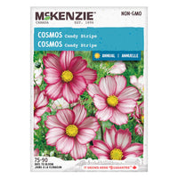 SEMENCES DE FLEURS: COSMOS - CANDY STRIPE