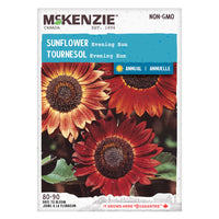 SEMENCES DE FLEURS: TOURNESOL - EVENING SUN