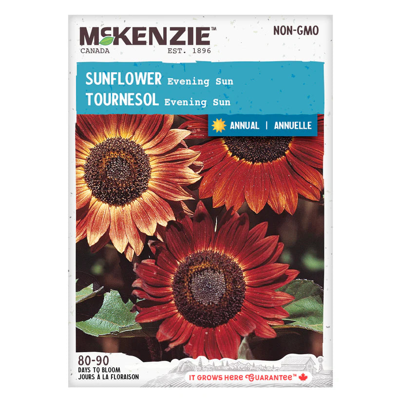 FLOWER SEEDS: SUNFLOWER - EVENING SUN