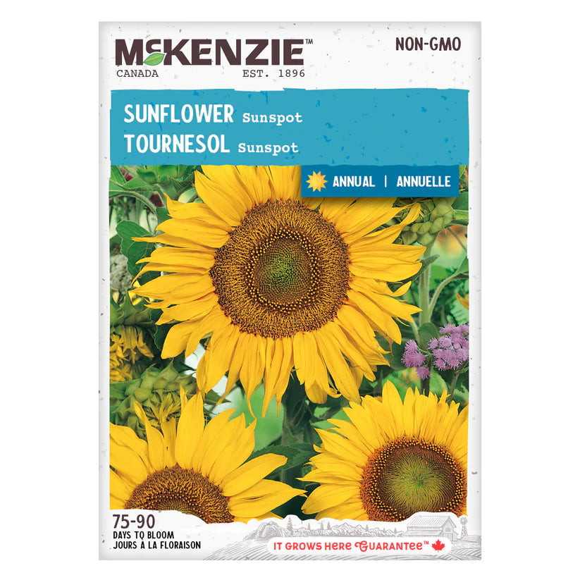 FLOWER SEEDS: SUNFLOWER - SUNSPOT