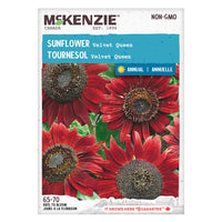 SEMENCES DE FLEURS: TOURNESOL - VELVET QUEEN