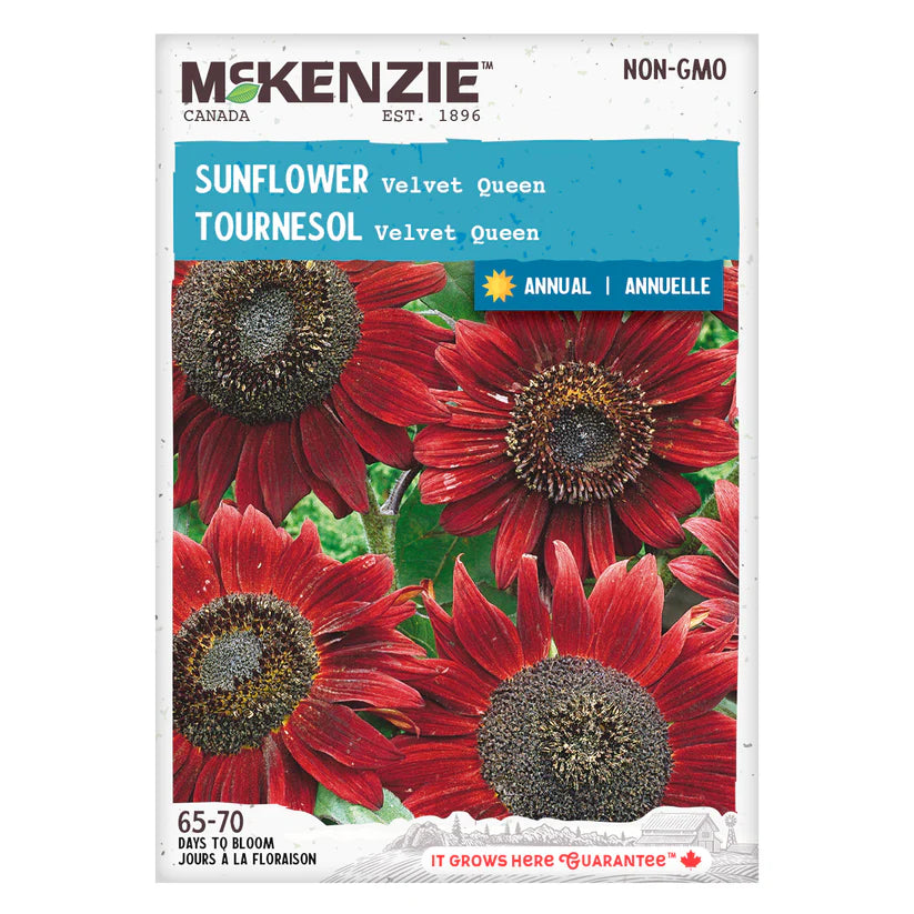 FLOWER SEEDS: SUNFLOWER - VELVET QUEEN