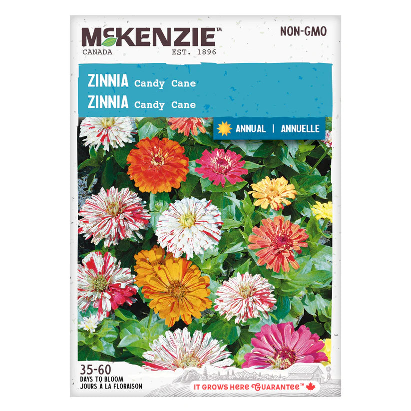 FLOWER SEEDS: ZINNIA - CANDY CANE