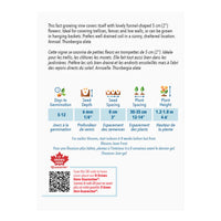 SEMENCES DE FLEURS: THUNBERIE - BLACK EYED SUSAN