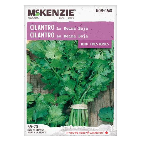 SEMENCES DE FINES HERBES: CILANTRO - LA REINA BAJA